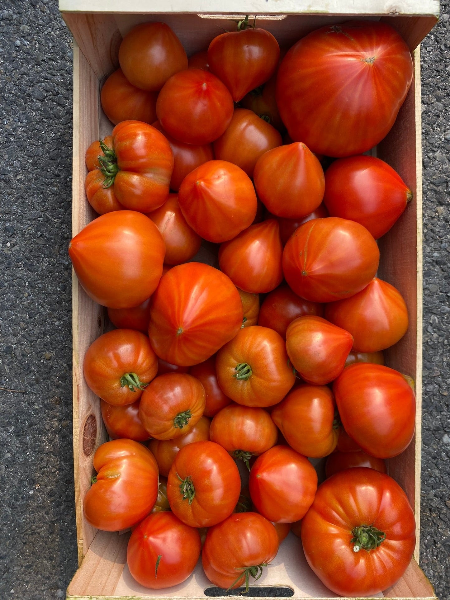 Tomates de Provence